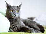 ilustrasi-kucing-russian-blue.jpg