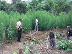 ilustrasi-ladang-ganja_2.jpg