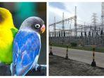 ilustrasi-lovebird-dan-gardu-pln.jpg