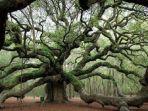 ilustrasi-objek-wisata-angel-oak-tree-di-amerika.jpg