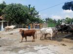 ilustrasi-penjualan-sapi_20170124_095053.jpg