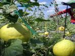 ilustrasi-pertanian-melon_20150612_174636.jpg