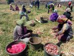 ilustrasi-petani-bawang-merah-h.jpg