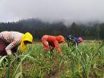 ilustrasi-petani-bawang-putih.jpg