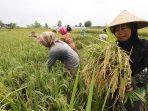 ilustrasi-petani-pentani-tani.jpg