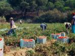 ilustrasi-petani-tomat_20151023_104154.jpg