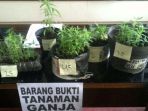 ilustrasi-pohon-ganja_20170920_172008.jpg