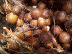 ilustrasi-salak-gula-pasir-bali_20151020_094514.jpg