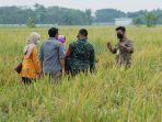 ilustrasi-sawah-dan-mentan.jpg
