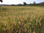 ilustrasi-sawah-kementan-25.jpg