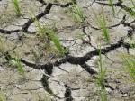 ilustrasi-sawah-kering-musim-kemarau.jpg