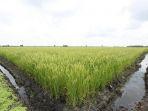 ilustrasi-sawah-sawah-hhh.jpg
