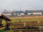 ilustrasi-sawah_20161001_143402.jpg
