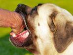 ilustrasi-serangan-anjing-kepada-manusiajpg.jpg