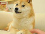 ilustrasi-shiba-inu___.jpg