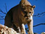 ilustrasi-singa-gunung-alias-puma-senin-19102020.jpg