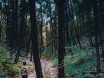 ilustrasi-tersesat-di-hutan_20181027_144533.jpg