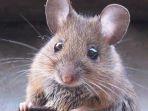ilustrasi-tikus1.jpg