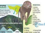 ilustrasi-vegetasi-di-gunung-batukau-tabanan.jpg
