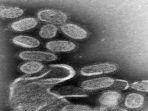 ilustrasi-virus-influenza.jpg