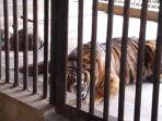 induk-anakharimau.jpg