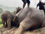 induk-gajah-dan-anaknya-yang-terjebak-di-saluran-air-di-thailand.jpg