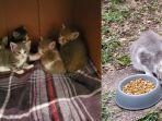 induk-kucing-liar-lucu.jpg