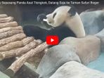 ingin-bertemu-sepasang-panda-asal-tiongkok-datang-saja-ke-taman-safari-bogor_20171217_175546.jpg