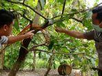 ini-pohon-jambu-tempat-ma-ditemukan-gantung-diri1.jpg