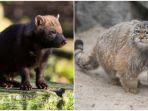 inilah-beberapa-anjing-dan-kucing-yang-paling-langka-di-dunia-2.jpg