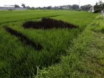 inilah-sawah-unik-di-bantul_20171115_182757.jpg