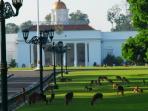 istana-bogor_20150826_074457.jpg