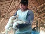 iza-rohman-menunjukkan-ayam-di-kandangnya-yang-mati-mendadak-akibat-kepanasan.jpg