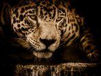 jaguar-yang-sedang-memperhatikan-mangsanya.jpg