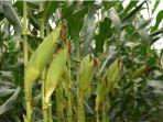 jagung-manis-nb-super-f1-permintaan-jagung-manis-setiap-penghujung-tahun-mengalami-lonjakan.jpg