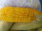 jagung-manis_20150611_015646.jpg