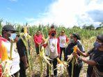 jagung-papua.jpg