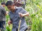 jagung-puting-beliung_20180206_221645.jpg