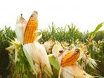 jagung_20181104_155814.jpg