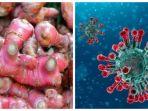 jahe-merah-obat-pencegah-virus-corona.jpg