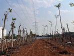 JIEP Kembalikan Fungsi 8,9 Hektare Lahan Jadi Hutan Kota di Kawasan Industri Pulogadung