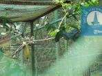 jalak-bali_20161112_212344.jpg