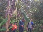jantung-pisang1_20141224_152245.jpg