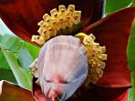 jantung-pisang_20160606_174135.jpg