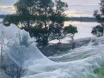 jaring-laba-laba-di-australia.jpg