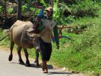 jasa-bajak-sawah-menggunakan-kerbau_20200827_202217.jpg