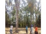 jatuh-dari-pohon-kelapa_20150926_231622.jpg