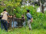jejak-beruang-madu.jpg