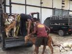 jelang-idul-adha-kapal-pengangkut-ternak-bolak-balik-ke-banjarmasin_20160902_141816.jpg