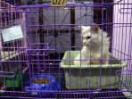 jelang-lebaran-penitipan-hewan-di-surabaya-penuh_20180612_223750.jpg